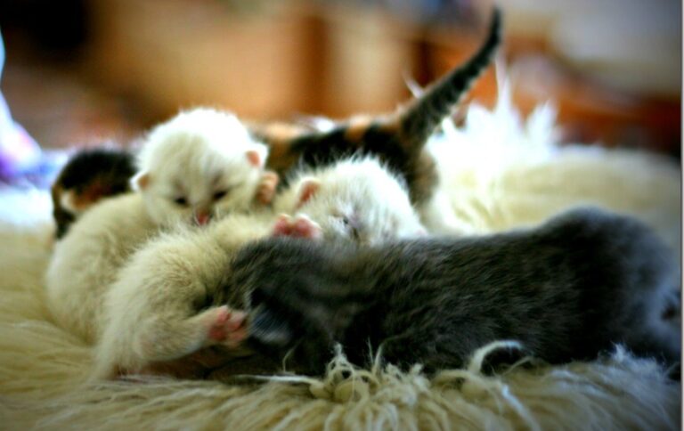 11.12 kitties_thumb[2]