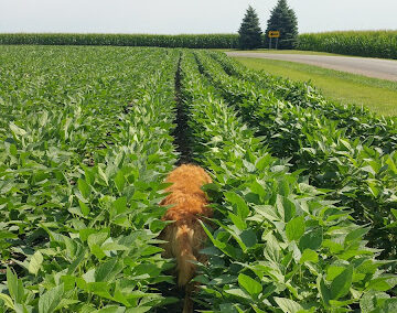 Chasing Tail 20160707_155648